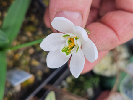 Galanthus ´GOOFREY OWEN´